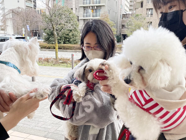 カコの元モデル犬、里親さんと来校♪